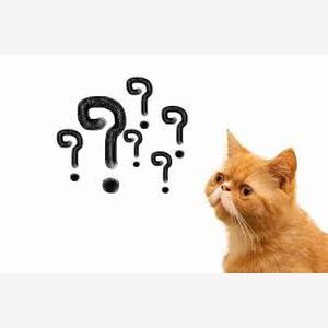 猫？