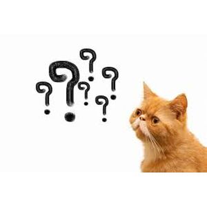 猫？