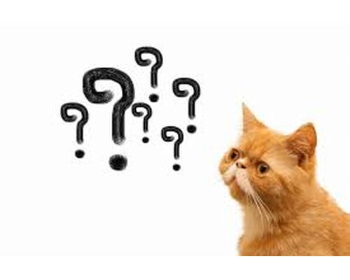 猫？